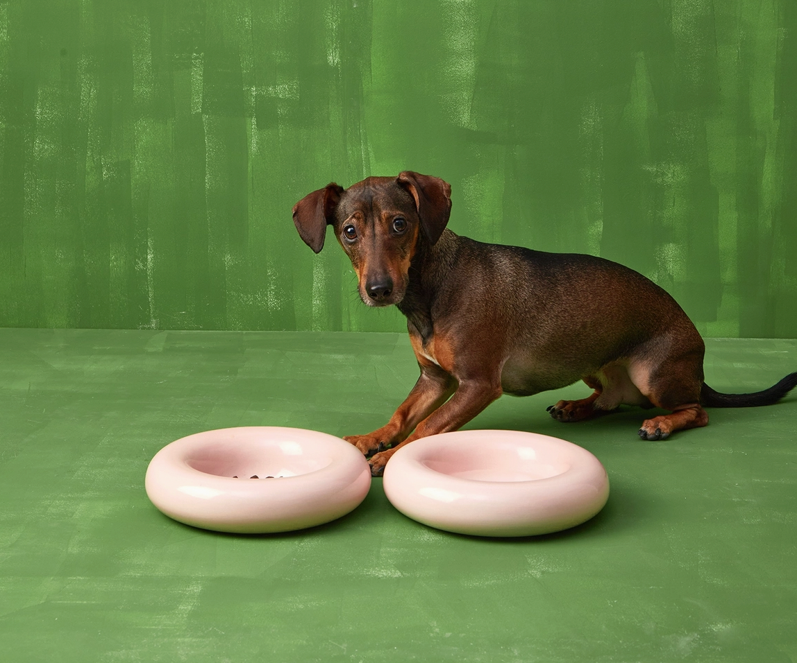 Bowls, Feeders, and Treats