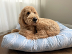 Ally Daybed