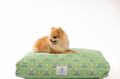 Betsy Daybed