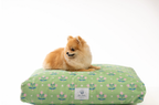 Betsy Daybed